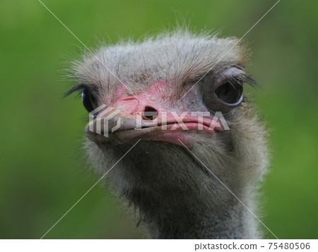 鴕鳥 75480506