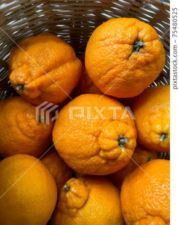 Japanese citrus orange  fruits name Dekopon in basket. 75480525