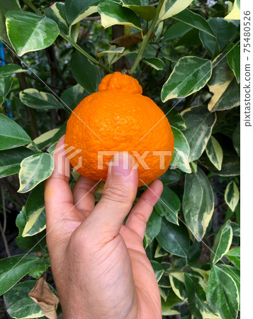 Hand holding Japanese citrus name Dekopon on garden. Hand holding Japanese citrus name Dekopon on garden. 75480526