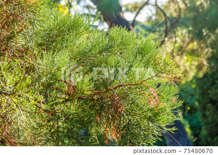 Close-up of beautiful green leaves of Giant Sequoiadendron or giant sequoia or giant red tree Close-up of beautiful green leaves of Giant Sequoiadendron or giant sequoia or giant red tree 75480670