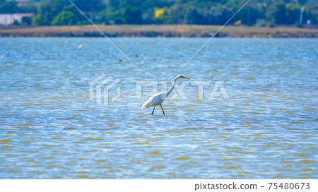 The white heron stands in the lake 75480673