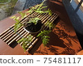 Planting in the sunlight 75481117