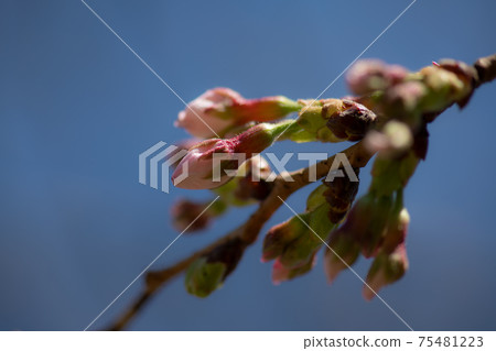 春天的花朵，日本的花朵，櫻花 75481223