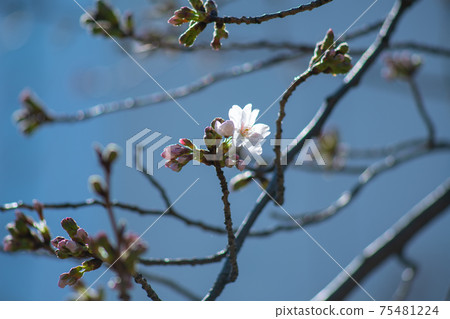 春天的花朵，日本的花朵，櫻花 75481224