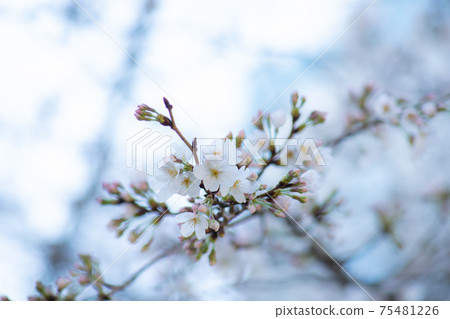 春天的花朵,日本的花朵,櫻花 春天的花朵,日本的花朵,櫻花 75481226