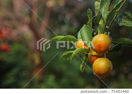 fresh orange in the garden fresh orange in the garden 75481460