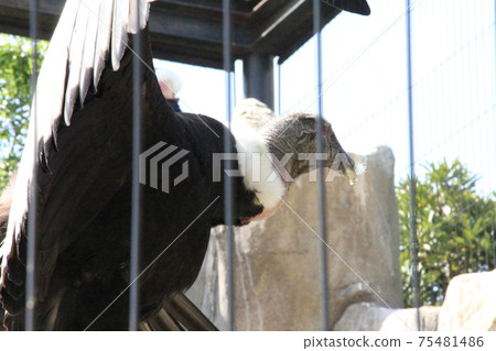 Eagle in the sun Eagle in the sun 75481486
