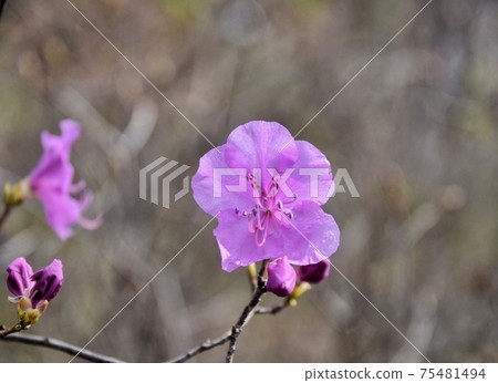 杜鵑花 75481494