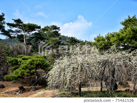 Falling plum blossoms 75481526