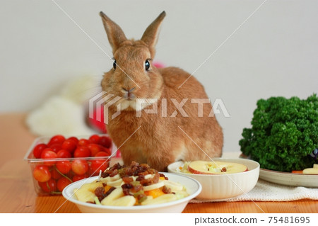 Rabbit  75481695