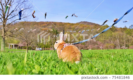 Rabbit  75481846
