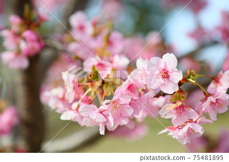 Flowers of Milky Way Flowers of Milky Way 75481895