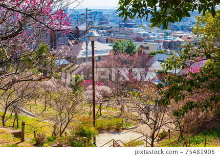 The city of Okamoto seen from Okamoto Bairin Park in Okamoto, Higashinada-ku, Kobe 75481908