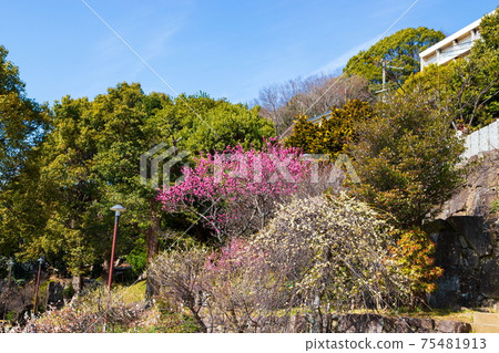 Okamoto Bairin Park at Okamoto, Higashinada-ku, Kobe 75481913