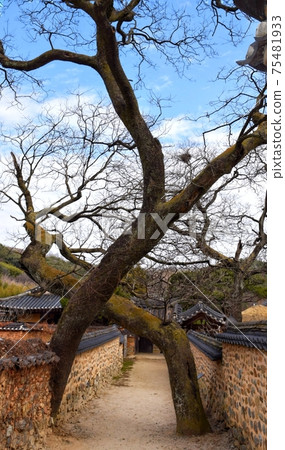 Namsa Yedam村的已婚夫婦繪畫樹 75481933