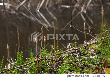 Horsetail stretched out (horsetail) Horsetail stretched out (horsetail) 75481979