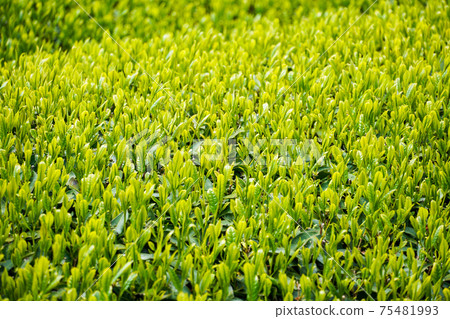 Fresh green tea plantation (Shizuoka Prefecture) 75481993