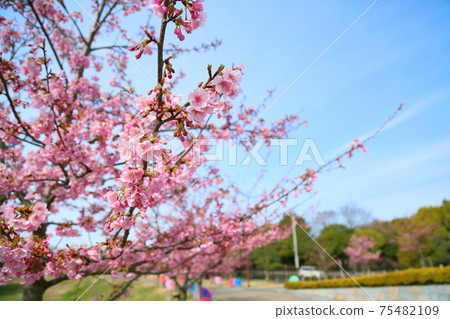 Flowers of Milky Way Flowers of Milky Way 75482109