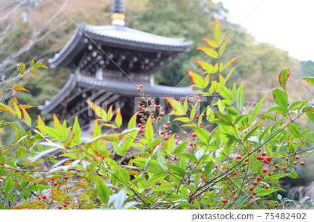 The fruit of the southern sky with Johotsuganji in the background 75482402
