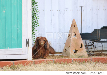 達克斯獵犬在花園裡玩耍 達克斯獵犬在花園裡玩耍 75483246