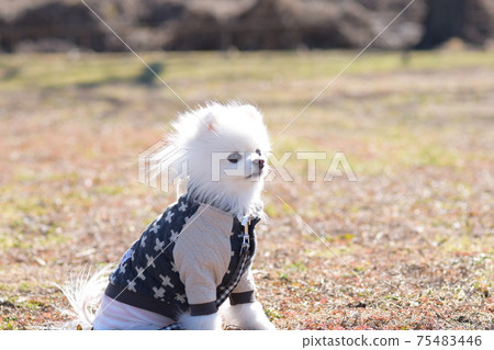 Cute white pomeranian Cute white pomeranian 75483446