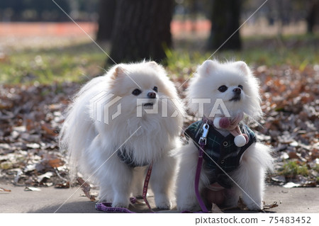 Cute white pomeranian 75483452