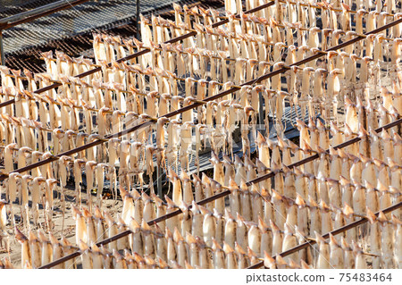 魷魚的曬乾魷魚 魷魚的曬乾魷魚 75483464