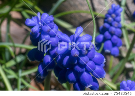 Cobalt blue flowers of pretty grape Muscari 75483545