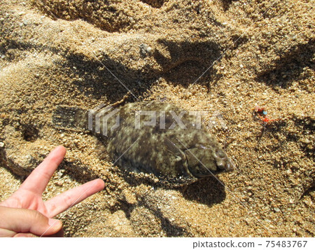 A piece that makes me happy to catch Marbled flounder! A piece that makes me happy to catch Marbled flounder! 75483767