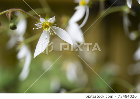 Up the flowers of Yukinoshita-1 75484020