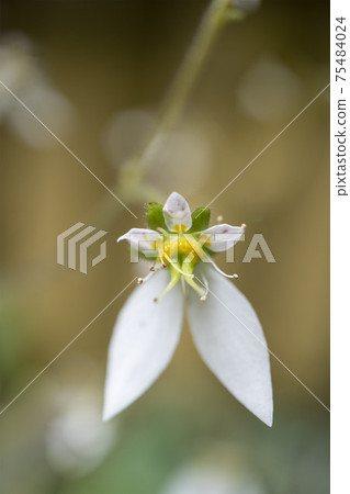 Up the flower of Yukinoshita to the ball bokeh-4 75484024