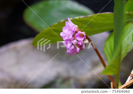 Himalaya Yukinoshita Himalaya Yukinoshita 75484060