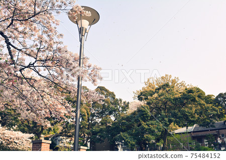 Yokohama · Yamate Sakura Yokohama · Yamate Sakura 75484152