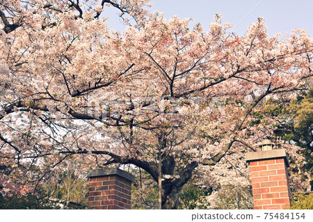 Yokohama · Yamate Sakura 75484154