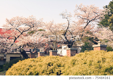 Yokohama · Yamate Sakura 75484161