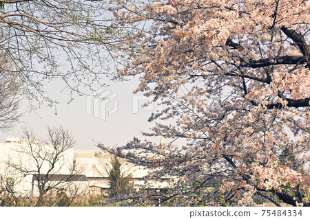 Yokohama · Yamate Sakura 75484334