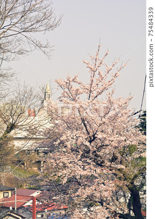 Yokohama · Yamate Sakura 75484339