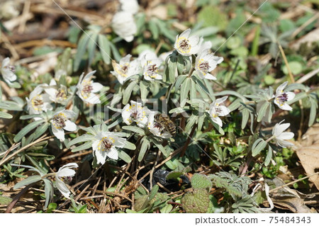 Two horned honeybees sucking honey from Seto 75484343