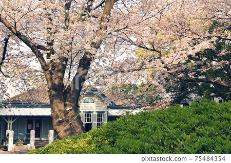 Yokohama · Yamate Sakura Yokohama · Yamate Sakura 75484354