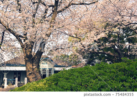 Yokohama · Yamate Sakura 75484355