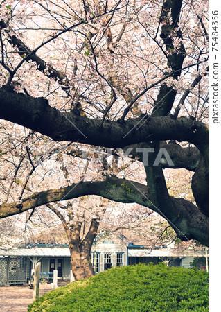 Yokohama · Yamate Sakura 75484356