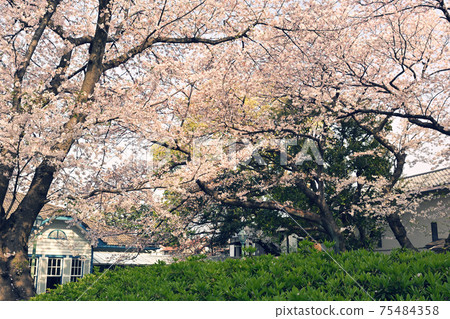 Yokohama · Yamate Sakura 75484358