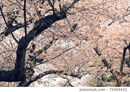 Yokohama · Yamate Sakura Yokohama · Yamate Sakura 75484432