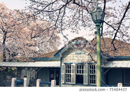 Yokohama · Yamate Sakura Yokohama · Yamate Sakura 75484437