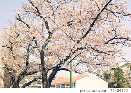Yokohama · Yamate Sakura Yokohama · Yamate Sakura 75484523