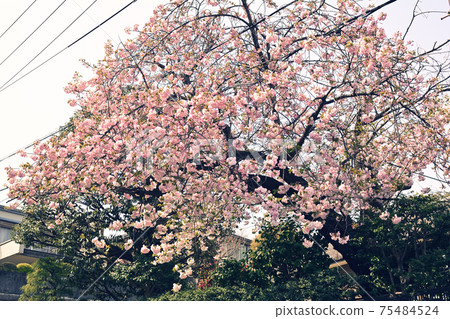 Yokohama · Yamate Sakura Yokohama · Yamate Sakura 75484524