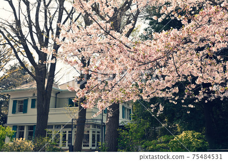 Yokohama · Yamate Sakura Yokohama · Yamate Sakura 75484531