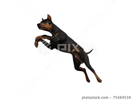 Doberman Pinscher dog on isolated white... - Stock Illustration [75484539]  - PIXTA