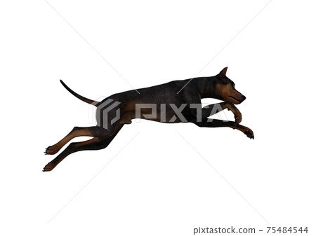 Doberman Pinscher dog on isolated white... - Stock Illustration [75484544]  - PIXTA