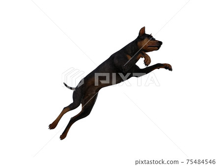 Doberman Pinscher dog on isolated white... - Stock Illustration [75484546]  - PIXTA